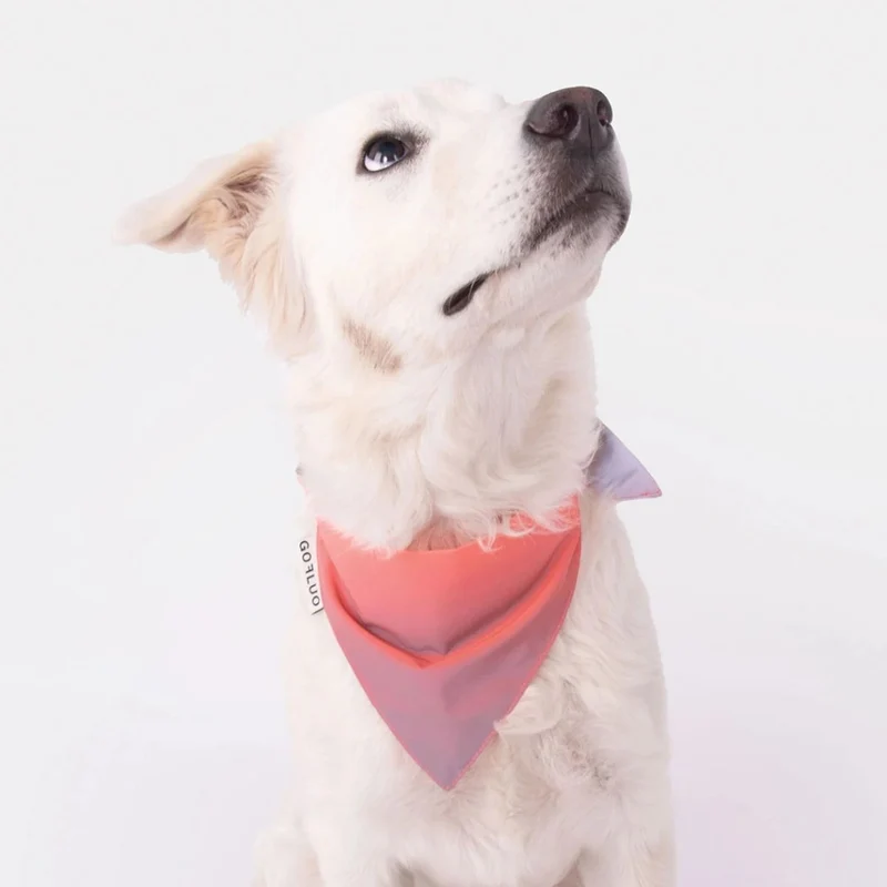 Bandana réfléchissant pour chien GOFLUO